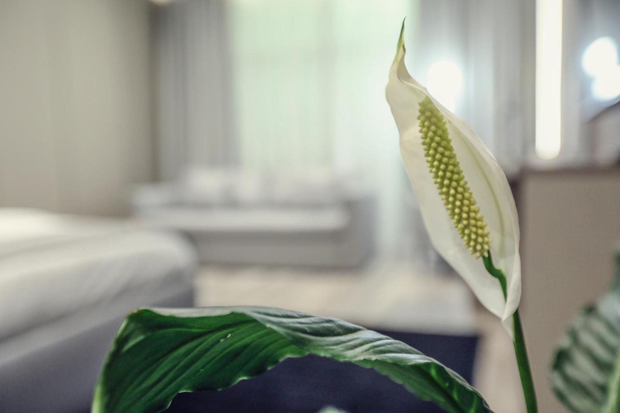 Hotel Dirista Шкодер Экстерьер фото